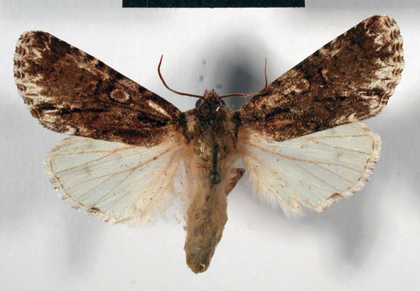 /filer/webapps/moths/media/images/L/limbata_Craniophora_PT_MSNM.jpg