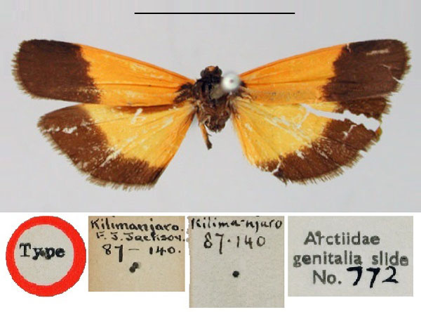 /filer/webapps/moths/media/images/L/limbata_Dyphlebia_HT_BMNH.jpg
