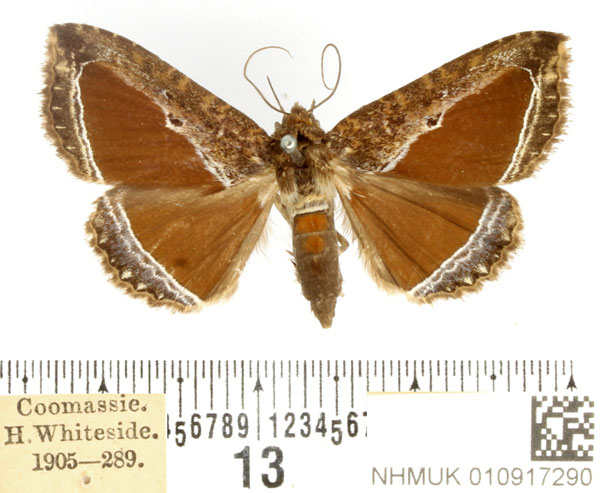 /filer/webapps/moths/media/images/L/limbata_Euaethiops_AF_BMNH.jpg