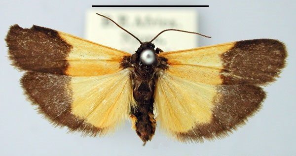 /filer/webapps/moths/media/images/L/limbata_Lepista_AM_BMNH.jpg