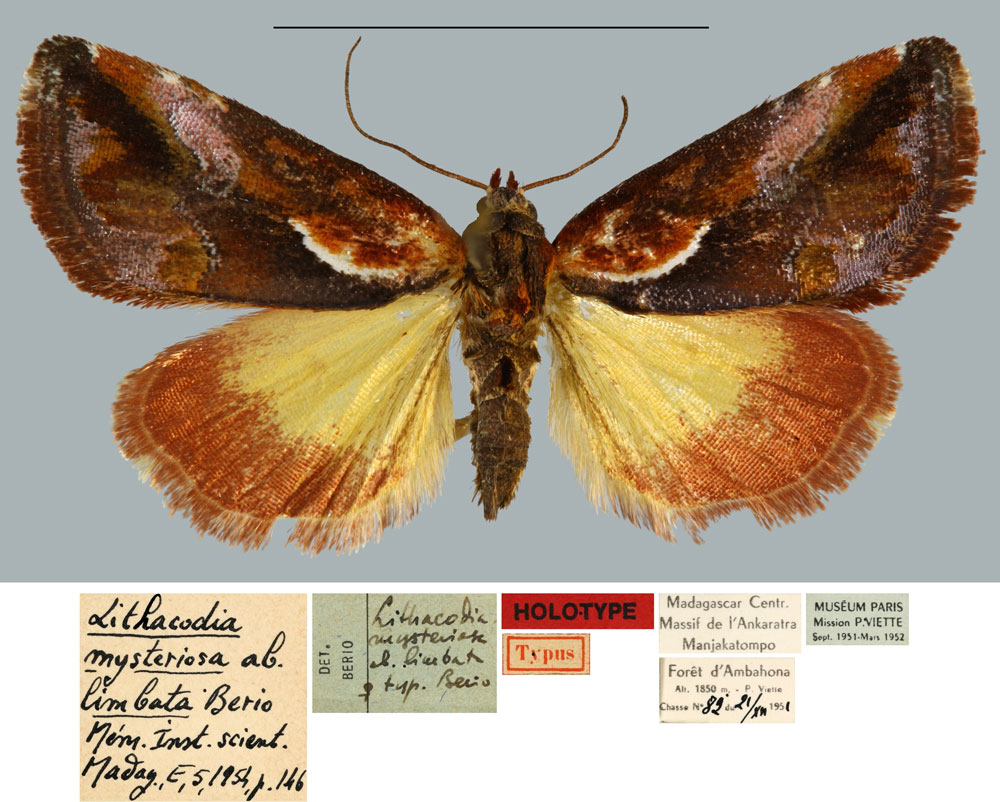 /filer/webapps/moths/media/images/L/limbata_Lithacodia_HT_MNHN.jpg