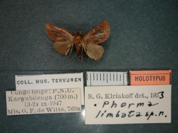 /filer/webapps/moths/media/images/L/limbata_Phorma_HT_RMCA_01.jpg