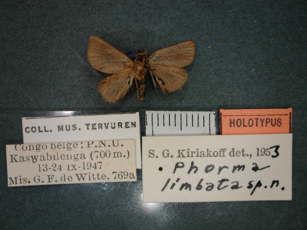 /filer/webapps/moths/media/images/L/limbata_Phorma_HT_RMCA_02.jpg