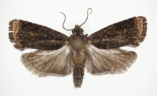 /filer/webapps/moths/media/images/L/limbata_Thaumatovalva_AM_NHMO.jpg