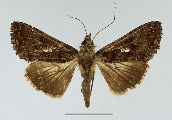 /filer/webapps/moths/media/images/L/limbirena_Ctenoplusia_AF_Basquin.jpg