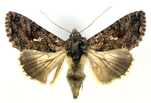 /filer/webapps/moths/media/images/L/limbirena_Ctenoplusia_AF_RMCA.jpg