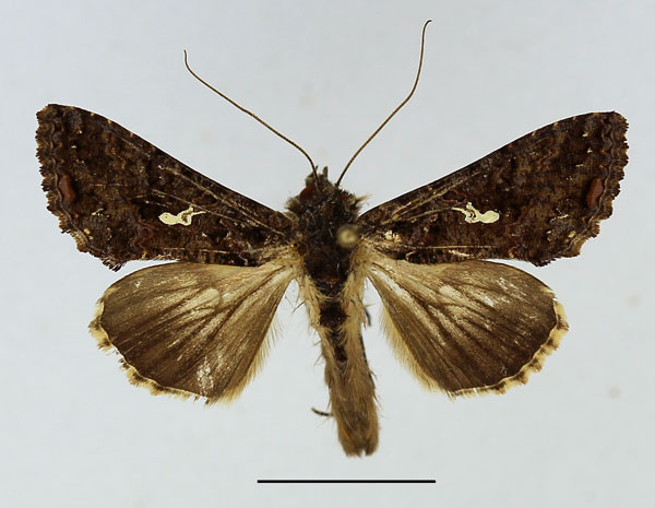 /filer/webapps/moths/media/images/L/limbirena_Ctenoplusia_AM_Basquin.jpg
