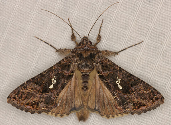 /filer/webapps/moths/media/images/L/limbirena_Ctenoplusia_AM_Heyns_01.jpg