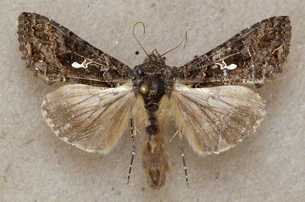 /filer/webapps/moths/media/images/L/limbirena_Ctenoplusia_A_Butler.jpg