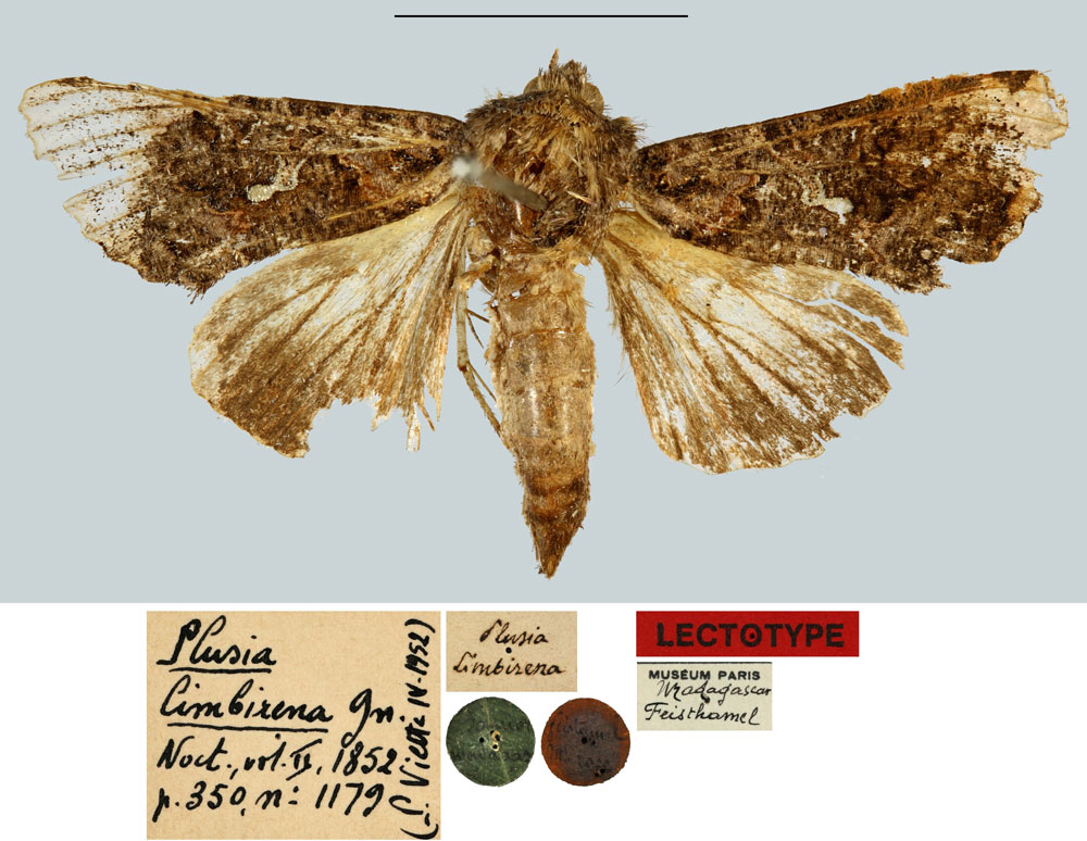 /filer/webapps/moths/media/images/L/limbirena_Ctenoplusia_LT_MNHN_01.jpg