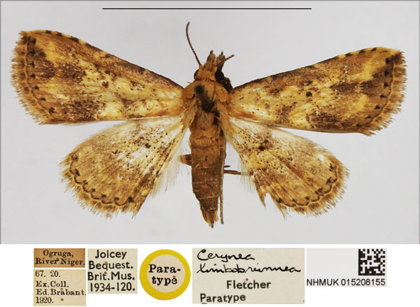 /filer/webapps/moths/media/images/L/limbobrunnea_Cerynea_PTF_NHMUK_02.jpg