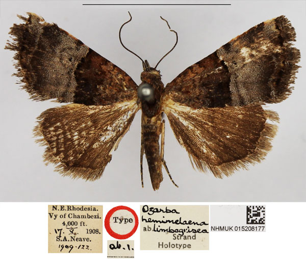 /filer/webapps/moths/media/images/L/limbogrisea_Ozarba_HT_NHMUK.jpg