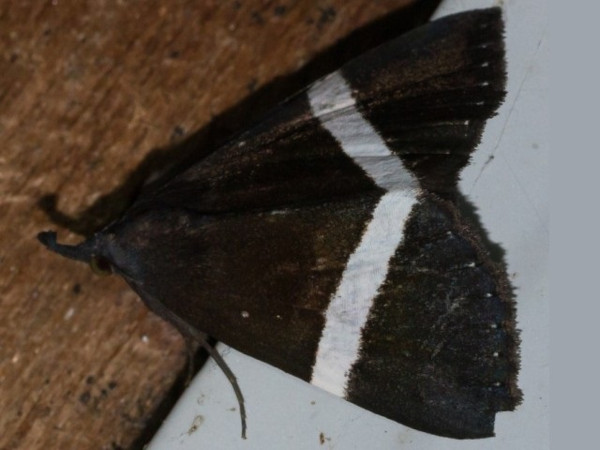 /filer/webapps/moths/media/images/L/limbopunctata_Hypena_A_Boinck.jpg