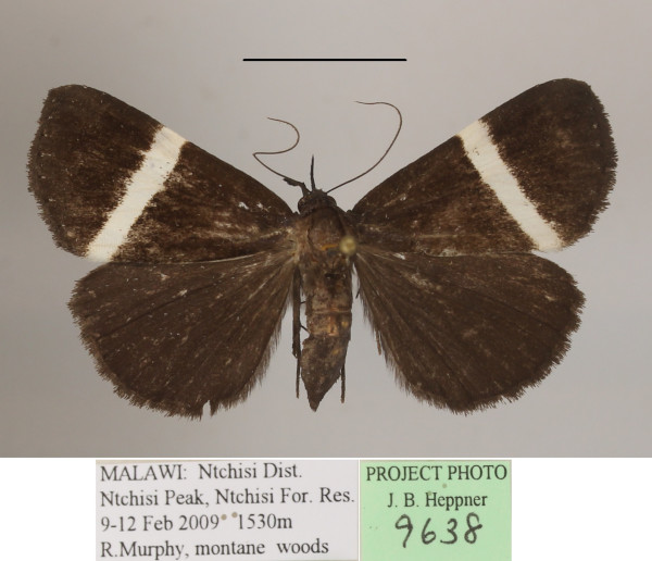 /filer/webapps/moths/media/images/L/limbopunctata_Hypena_A_MGCLa_01.jpg