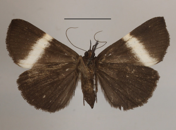 /filer/webapps/moths/media/images/L/limbopunctata_Hypena_A_MGCLb_01.jpg
