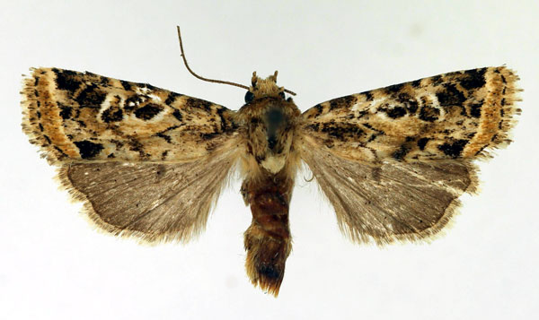 /filer/webapps/moths/media/images/L/limbulata_Berioana_AF_Aulombard.jpg