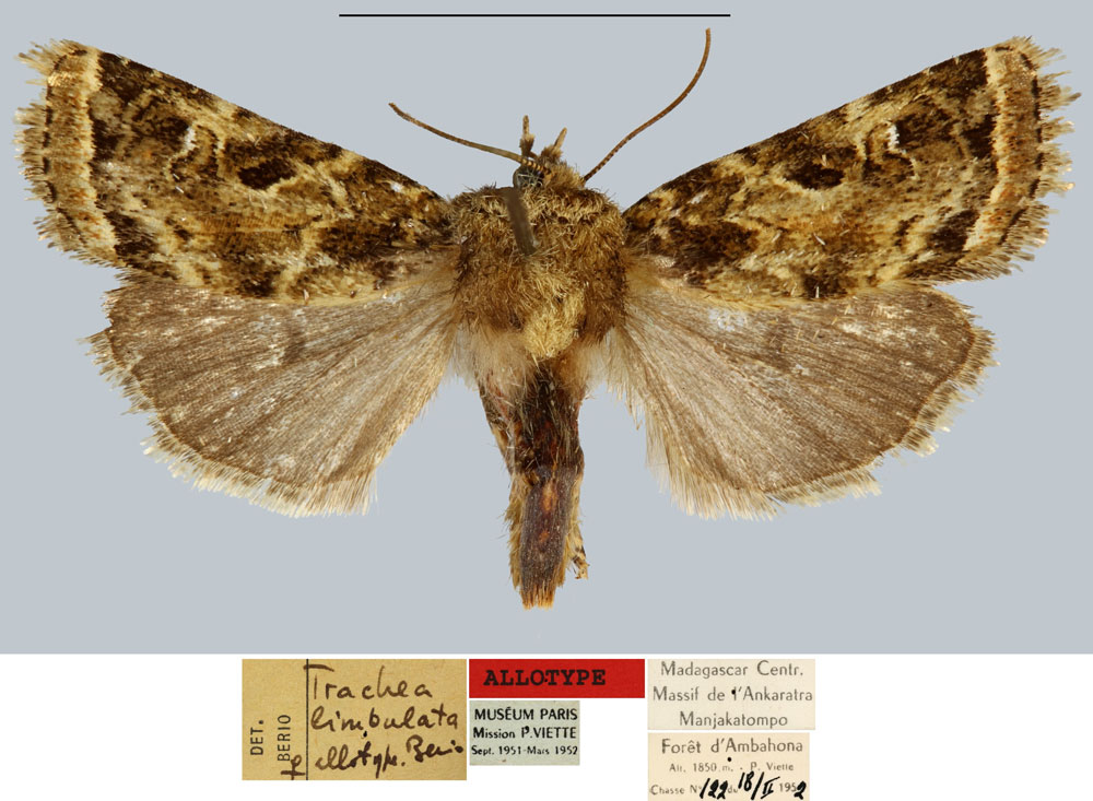 /filer/webapps/moths/media/images/L/limbulata_Trachea_AT_MNHN.jpg