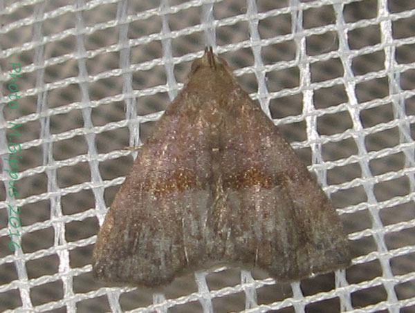 /filer/webapps/moths/media/images/L/limieri_Polypogon_A_Bippus_01.jpg