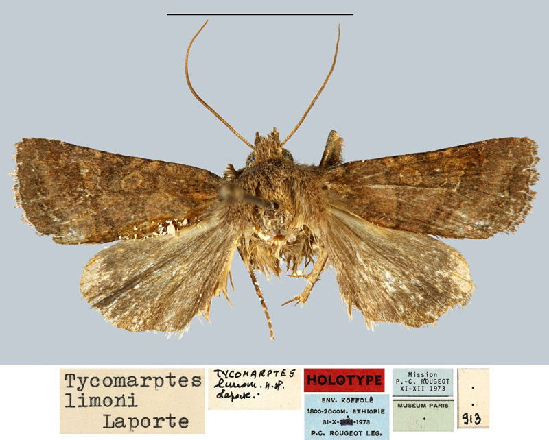 /filer/webapps/moths/media/images/L/limoni_Tycomarptes_HT_MNHN.jpg