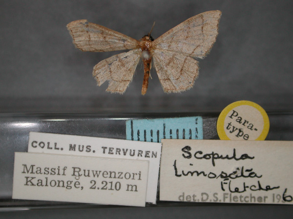 /filer/webapps/moths/media/images/L/limosata_Scopula_PT_RMCA_01.jpg