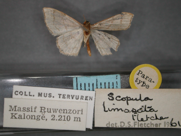 /filer/webapps/moths/media/images/L/limosata_Scopula_PT_RMCA_02.jpg