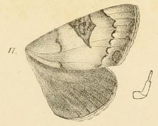 /filer/webapps/moths/media/images/L/limula_Epistona_HT_Moschler_1884_16_17.jpg