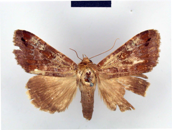 /filer/webapps/moths/media/images/L/limula_Epistona_HT_ZMHB.jpg