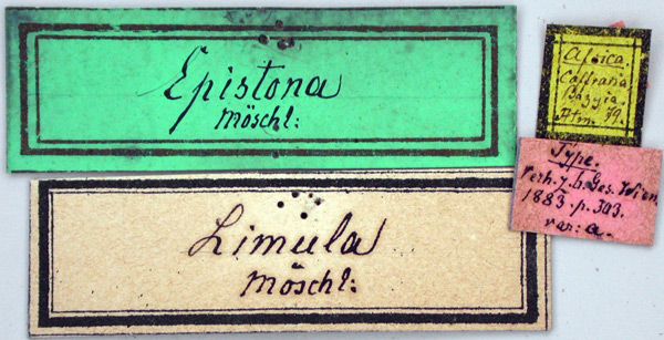 /filer/webapps/moths/media/images/L/limula_Epistona_HT_ZMHBl.jpg