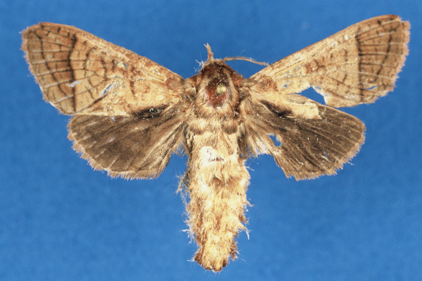 /filer/webapps/moths/media/images/L/lindacammae_Haberlandia_PTF_ZMA.jpg