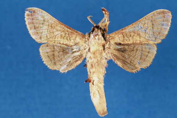 /filer/webapps/moths/media/images/L/lindacammae_Haberlandia_PTM_ZMA.jpg