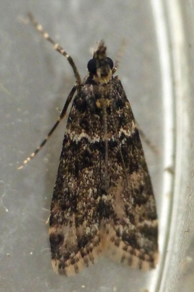 /filer/webapps/moths/media/images/L/lindbergalis_Eudonia_A_Glibert.jpg