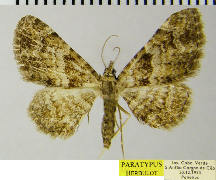 /filer/webapps/moths/media/images/L/lindbergi_Gymnoscelis_PTF_ZSM.jpg