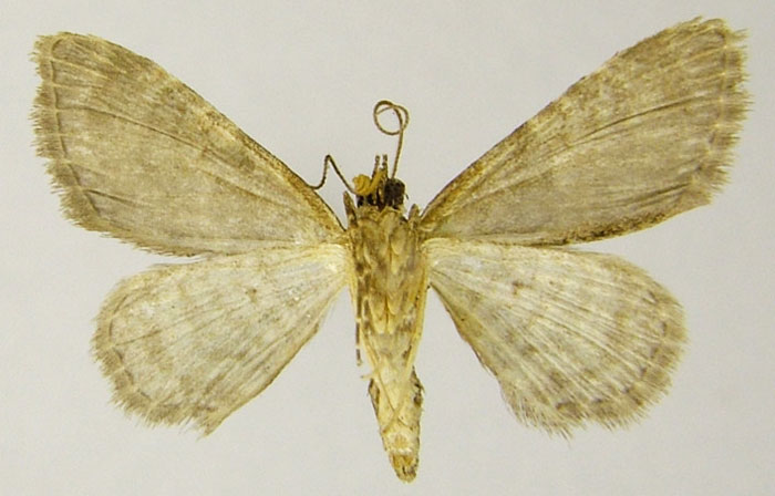 /filer/webapps/moths/media/images/L/lindbergi_Gymnoscelis_PTM_ZSMb.jpg