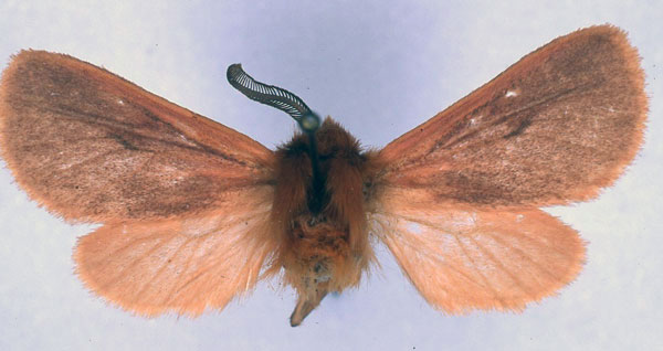 /filer/webapps/moths/media/images/L/lindemannae_Metarctia_HT_ZSM_01.jpg