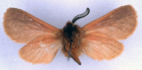 /filer/webapps/moths/media/images/L/lindemannae_Metarctia_HT_ZSM_02.jpg