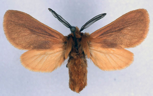 /filer/webapps/moths/media/images/L/lindemannae_Metarctia_PT_ZSM_01.jpg