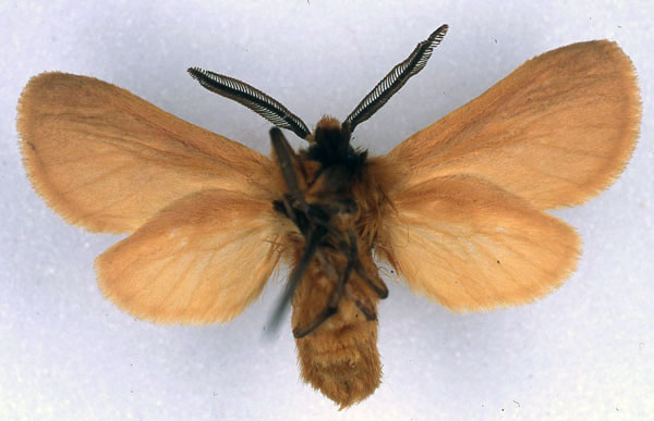 /filer/webapps/moths/media/images/L/lindemannae_Metarctia_PT_ZSM_02.jpg
