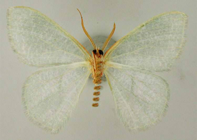 /filer/webapps/moths/media/images/L/lindemannae_Prasinocyma_HT_ZSMb.jpg