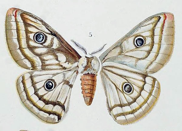 /filer/webapps/moths/media/images/L/lindti_Heniocha_STF_Grunberg_3-5.jpg