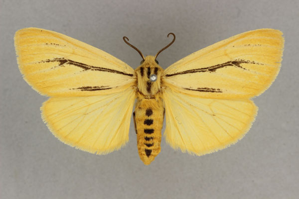 /filer/webapps/moths/media/images/L/linea_Popoudina_AF_BMNH.jpg
