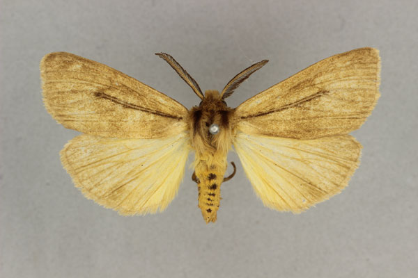 /filer/webapps/moths/media/images/L/linea_Popoudina_AM_BMNH.jpg