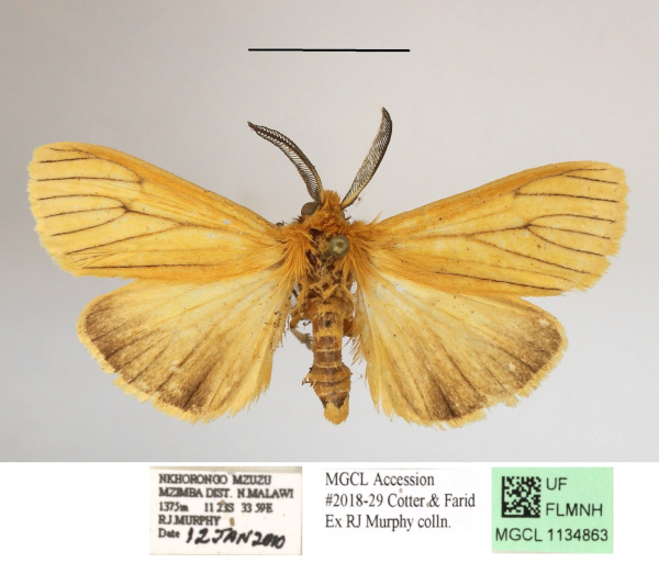 /filer/webapps/moths/media/images/L/linea_Popoudina_AM_MGCLa_01.JPG