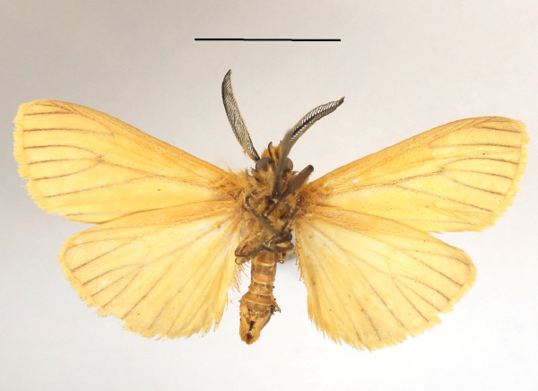 /filer/webapps/moths/media/images/L/linea_Popoudina_AM_MGCLb_01.JPG