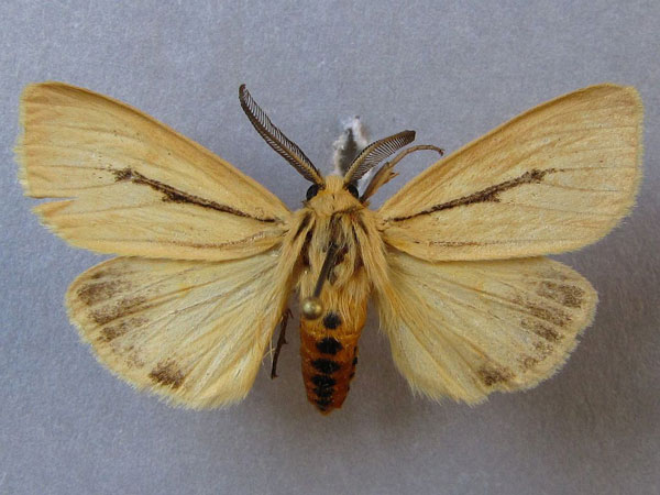 /filer/webapps/moths/media/images/L/linea_Popoudina_A_Baron_01.jpg