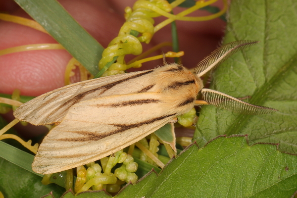 /filer/webapps/moths/media/images/L/linea_Popoudina_A_Heyns_01.JPG