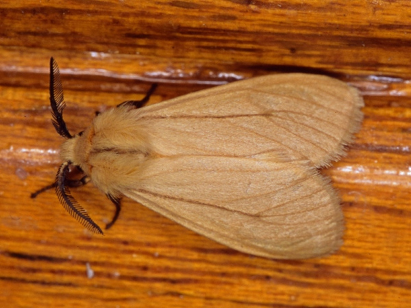 /filer/webapps/moths/media/images/L/linea_Popoudina_A_Roland.JPG