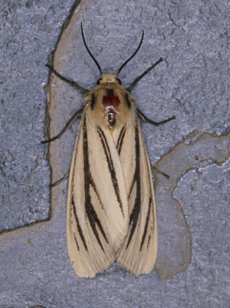 /filer/webapps/moths/media/images/L/linea_Popoudina_A_Roland_01.jpg