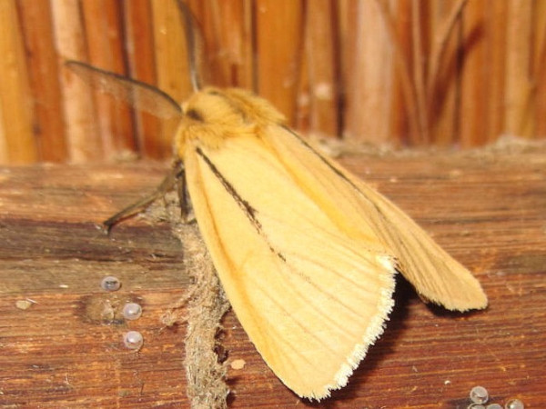 /filer/webapps/moths/media/images/L/linea_Popoudina_A_Sydes.JPG