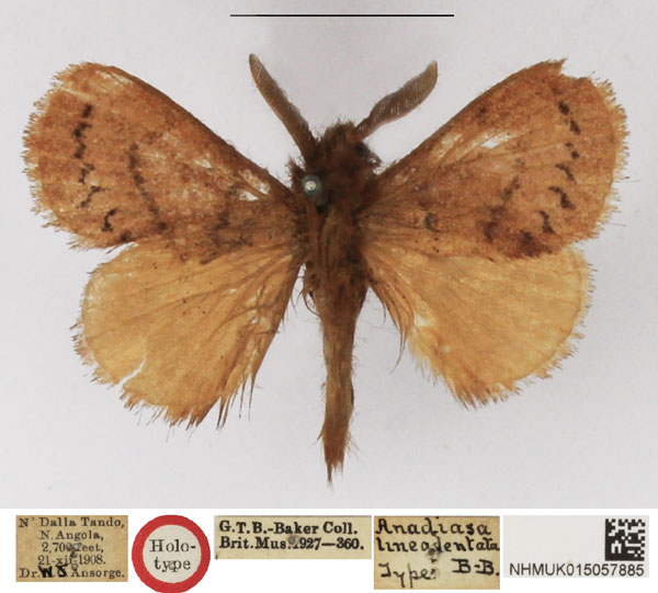 /filer/webapps/moths/media/images/L/lineadentata_Anadiasa_HT_NHMUK.jpg