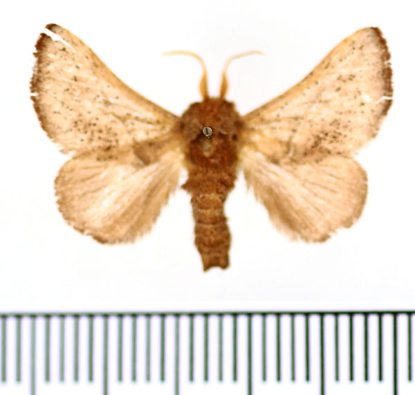 /filer/webapps/moths/media/images/L/lineapunctata_Thoseidea_AM_BMNH.jpg